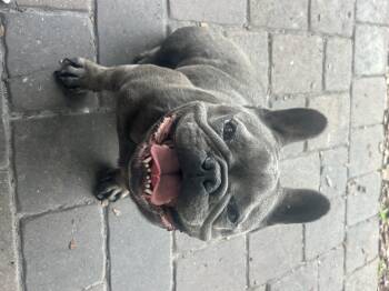 French Bulldog Dogs Available for Adoption - Kona | PetCurious