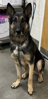 Rescue German Shepherd Dog Dogs for Adoption - ZIGMUNED | PetCurious