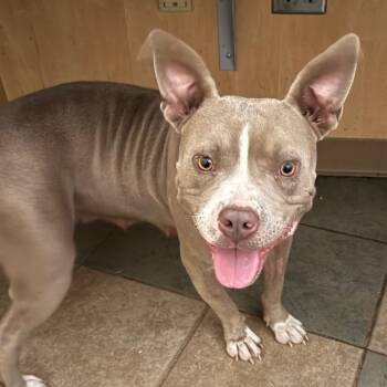 Rescue Mixed Breed Dogs for Adoption in Chattanooga, Tennessee - Raven | PetCurious