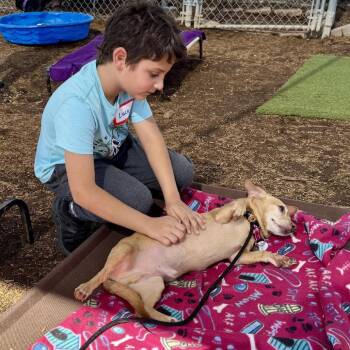 Chihuahua Dogs Available for Adoption - Kobe | PetCurious