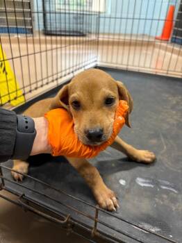 Yue -  Coonhound Dog for Adoption in Nacogdoches, Texas - Yue | PetCurious