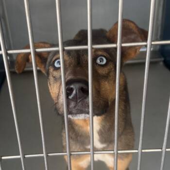 Lyric -  Mixed Breed Dog for Adoption in Greenville, South Carolina - Lyric | PetCurious