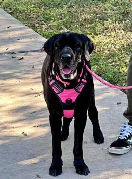 Rescue Labrador Retriever Dogs for Adoption in VERNON ROCKVL, Connecticut - Baby | PetCurious