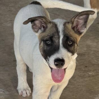 Rescue Belgian Shepherd Malinois Dogs for Adoption in Williston, Vermont - Preston | PetCurious