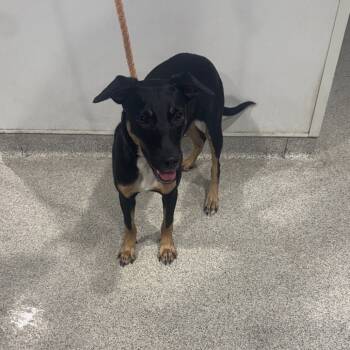 Rescue Mixed Breed Dogs for Adoption in Tampa, Florida - Cybel | PetCurious