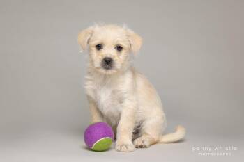 Schnoodle and Terrier Dogs Available for Adoption - Waffles | PetCurious