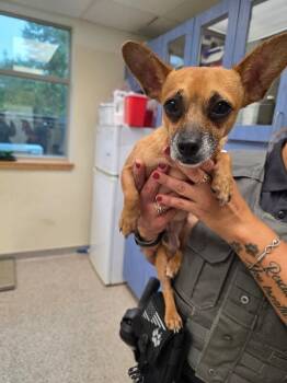 Ozzie -  Chihuahua and Mixed Breed Dog for Adoption in Disputanta, Virginia - Ozzie | PetCurious