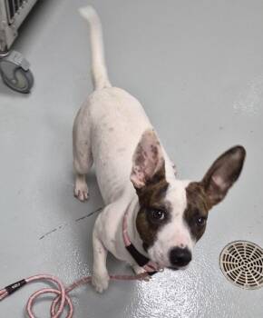 Pen 129 Duchess -  Staffordshire Bull Terrier Dog for Adoption in Lawrenceville, Georgia - Pen 129 Duchess | PetCurious