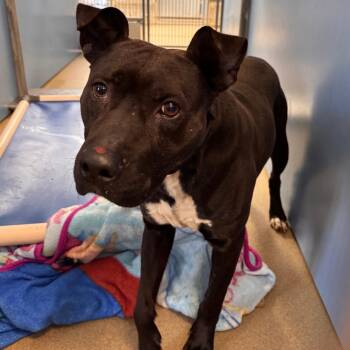 Ken -  Labrador Retriever and Mixed Breed Dog for Adoption in Lynchburg, Virginia - Ken | PetCurious