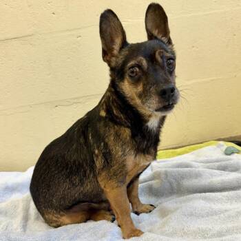Mortimer -  Chihuahua Dog for Adoption in Eatontown, New Jersey - Mortimer | PetCurious