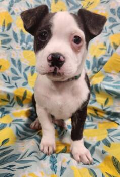 Pit Bull Terrier Dogs Available for Adoption - Nyla- Taking Applications Only  | PetCurious