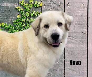 Great Pyrenees Dogs Available for Adoption - Nova | PetCurious