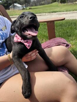 Black Labrador Retriever Dogs Available for Adoption in Kirksville, Missouri - Ellie | PetCurious