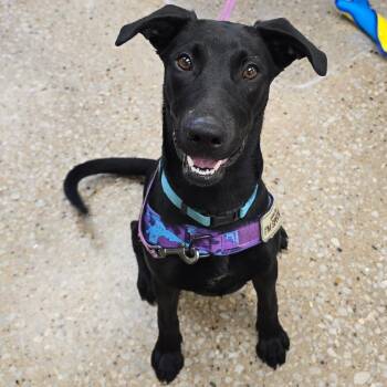 Daisy May -  Black Labrador Retriever and Mixed Breed Dog for Adoption in Milan, Illinois - Daisy May | PetCurious