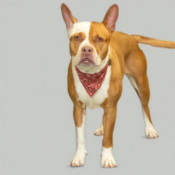 Pit Bull Terrier and Mixed Breed Dogs Available for Adoption in St. Louis, Missouri - NADIA | PetCurious