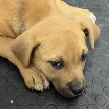 American Bulldog Dogs Available for Adoption - Jim Beam | PetCurious