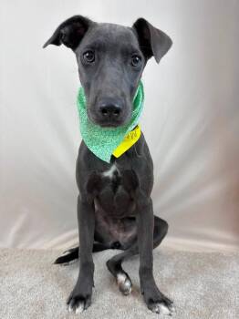 Maleah -  Mixed Breed Dog for Adoption in Taycheedah, Wisconsin - Maleah | PetCurious