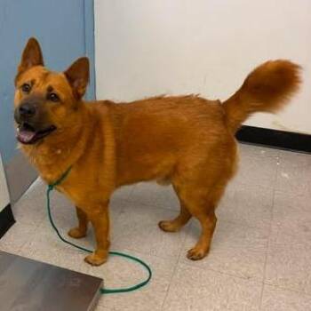 Teddy 26-09-003 -  Chow Chow and Mixed Breed Dog for Adoption in Bastrop, Texas - Teddy 26-09-003 | PetCurious
