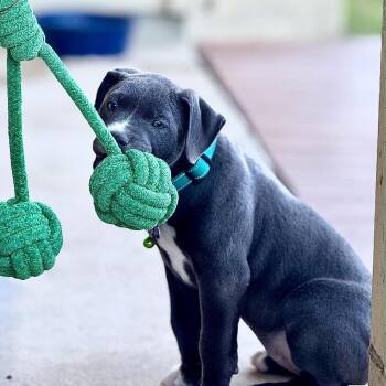 Pit Bull Terrier Dogs Available for Adoption in Boerne, Texas - Fallon | PetCurious