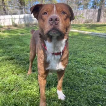 Oso -  Mixed Breed Dog for Adoption in Klein, Texas - Oso | PetCurious