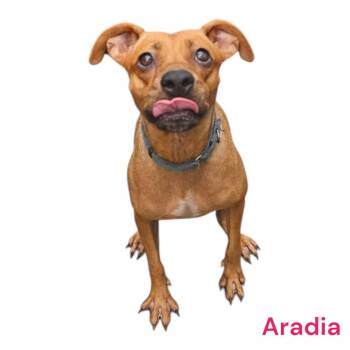 Rescue German Pinscher and Labrador Retriever Dogs for Adoption - Aradia - Great Mom... All Done With Puppies Now :) | PetCurious