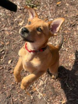 Labrador Retriever and Shepherd Dogs Available for Adoption - Matthew | PetCurious