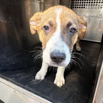 Kenny -  Collie and Mixed Breed Dog for Adoption in Birmingham, Alabama - Kenny | PetCurious