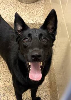Dave 64830 -  Shepherd and Mixed Breed Dog for Adoption in Aiken, South Carolina - Dave 64830 | PetCurious