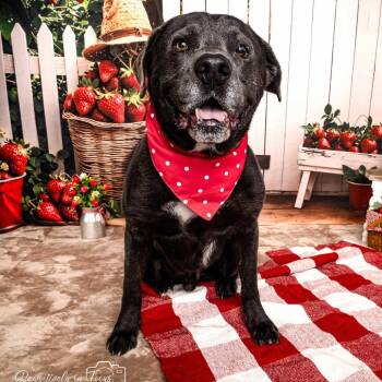 Cryo -  Black Labrador Retriever Dog for Adoption in Klein, Texas - Cryo | PetCurious