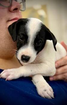 Gizmo (53601) -  Border Collie and Jack Russell Terrier Dog for Adoption in Columbia, Maryland - Gizmo (53601) | PetCurious