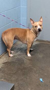 Sky -  Terrier Dog for Adoption in Evansville, Indiana - Sky | PetCurious