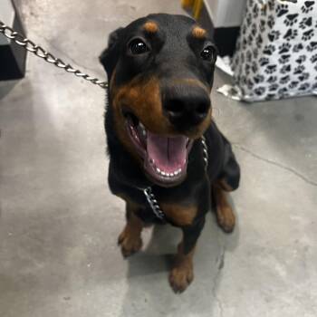 Doberman Pinscher and Mixed Breed Dogs Available for Adoption in Tampa, Florida - Bella 3 | PetCurious