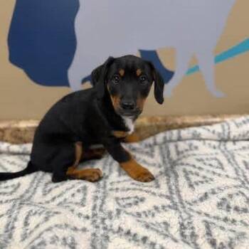 Wally -  Mixed Breed Dog for Adoption - Wally | PetCurious
