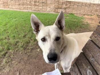 Rescue German Shepherd Dog Dogs for Adoption in Tulsa, Oklahoma - CHANCE | PetCurious