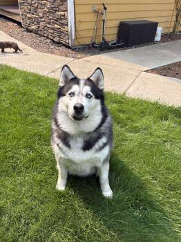 Rescue Alaskan Malamute and Husky Dogs for Adoption in Roslyn, Washington - Po | PetCurious