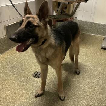 IVHS-A-143205 -  German Shepherd Dog Dog for Adoption in San Gabriel, California - IVHS-A-143205 | PetCurious