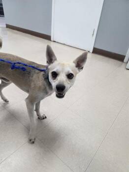 PRINCE -  Chihuahua and Mixed Breed Dog for Adoption in Killeen, Texas - PRINCE | PetCurious