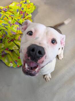 American Staffordshire Terrier and Mixed Breed Dogs Available for Adoption in Grand Junction, Colorado - Gloria | PetCurious