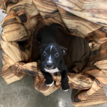 Benji -  Mixed Breed Dog for Adoption in Minot, North Dakota - Benji | PetCurious