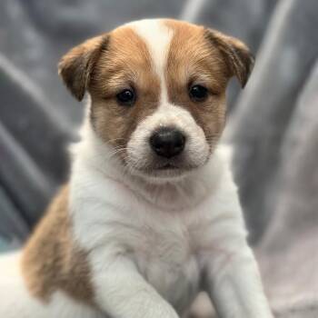 Spaniel and Shepherd Dogs Available for Adoption in San Diego, California - Japan Pup - Koga | PetCurious
