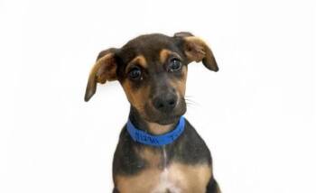 Doberman Pinscher and Mixed Breed Dogs Available for Adoption - TYLER | PetCurious