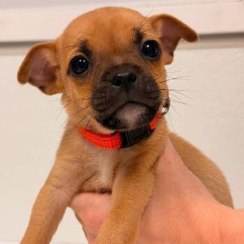 Rocket JUGgernauts -  Pug and Jack Russell Terrier Dog for Adoption in Allen, Texas - Rocket JUGgernauts | PetCurious