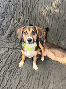 Beagle Dogs Available for Adoption in Marion, Ohio - Sprout | PetCurious