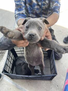 Mixed Breed Dogs Available for Adoption - COAL | PetCurious