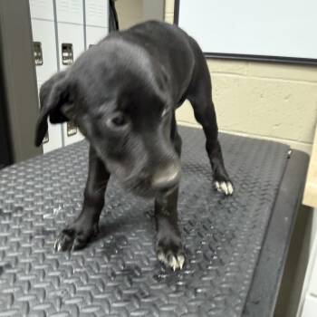 Gracie -  Black Labrador Retriever and Border Collie Dog for Adoption in Madisonville, Kentucky - Gracie | PetCurious