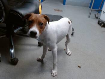 SAM -  Labrador Retriever and Mixed Breed Dog for Adoption in Albuquerque, New Mexico - SAM | PetCurious
