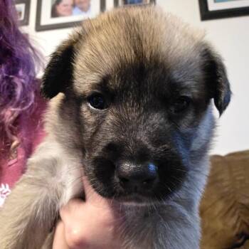 River -  Mixed Breed Dog for Adoption in Bismarck, North Dakota - River | PetCurious