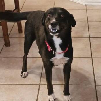 Labrador Retriever and Border Collie Dogs Available for Adoption - Milan | PetCurious