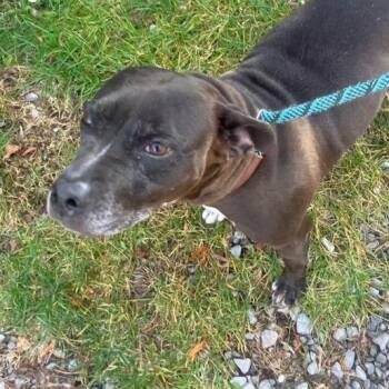 Pit Bull Terrier Dogs Available for Adoption in Falls Church, Virginia - Alba | PetCurious