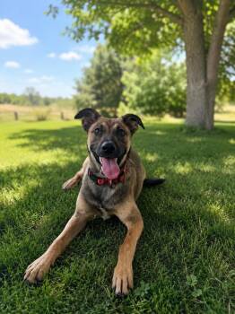 Otto -  German Shepherd Dog Dog for Adoption in Chickasha, Oklahoma - Otto | PetCurious